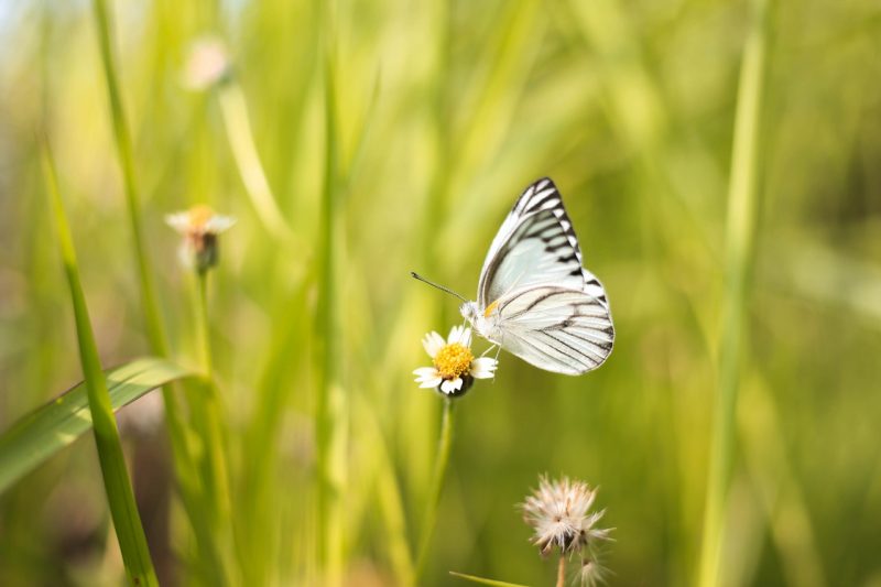 white-and-black-butterfly-on-white-flower-1134982